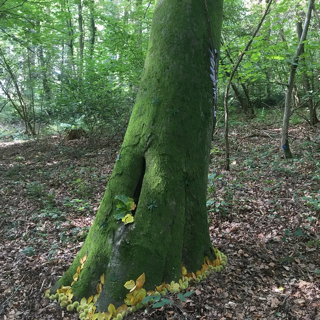 Foto eines mit Moos überwachsenen Baumes im Wald